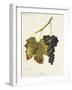 Schiava Grape-J. Troncy-Framed Giclee Print