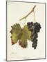 Schiava Grape-J. Troncy-Mounted Giclee Print