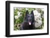 Schipperke Sitting by White Roses-Zandria Muench Beraldo-Framed Photographic Print