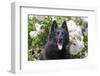 Schipperke Sitting by White Roses-Zandria Muench Beraldo-Framed Photographic Print