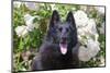 Schipperke Sitting by White Roses-Zandria Muench Beraldo-Mounted Photographic Print