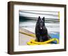 Schipperke Sitting on Yellow Rope-Zandria Muench Beraldo-Framed Photographic Print