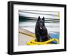 Schipperke Sitting on Yellow Rope-Zandria Muench Beraldo-Framed Photographic Print