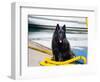 Schipperke Sitting on Yellow Rope-Zandria Muench Beraldo-Framed Photographic Print