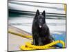 Schipperke Sitting on Yellow Rope-Zandria Muench Beraldo-Mounted Photographic Print