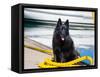 Schipperke Sitting on Yellow Rope-Zandria Muench Beraldo-Framed Stretched Canvas