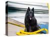 Schipperke Sitting on Yellow Rope-Zandria Muench Beraldo-Stretched Canvas