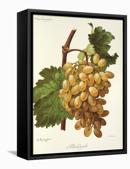 Schiradzouli Grape-A. Kreyder-Framed Stretched Canvas