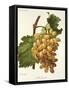 Schiradzouli Grape-A. Kreyder-Framed Stretched Canvas
