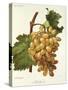 Schiradzouli Grape-A. Kreyder-Stretched Canvas
