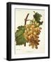 Schiradzouli Grape-A. Kreyder-Framed Giclee Print