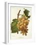 Schiradzouli Grape-A. Kreyder-Framed Giclee Print