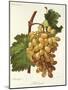 Schiradzouli Grape-A. Kreyder-Mounted Giclee Print