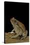 Schismaderma Carens (Red Toad)-Paul Starosta-Stretched Canvas