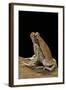 Schismaderma Carens (Red Toad)-Paul Starosta-Framed Photographic Print