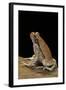 Schismaderma Carens (Red Toad)-Paul Starosta-Framed Photographic Print