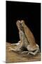 Schismaderma Carens (Red Toad)-Paul Starosta-Mounted Photographic Print