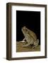 Schismaderma Carens (Red Toad)-Paul Starosta-Framed Photographic Print