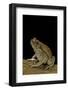Schismaderma Carens (Red Toad)-Paul Starosta-Framed Photographic Print