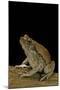 Schismaderma Carens (Red Toad)-Paul Starosta-Mounted Photographic Print