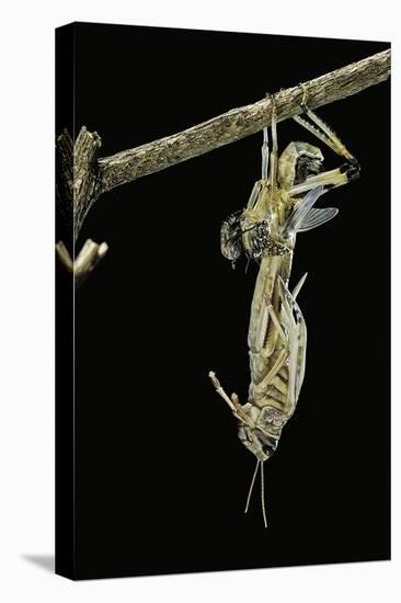 Schistocerca Gregaria (Desert Locust) - Emerging-Paul Starosta-Stretched Canvas