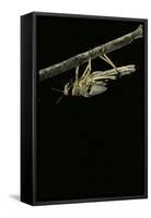 Schistocerca Gregaria (Desert Locust) - Emerging-Paul Starosta-Framed Stretched Canvas