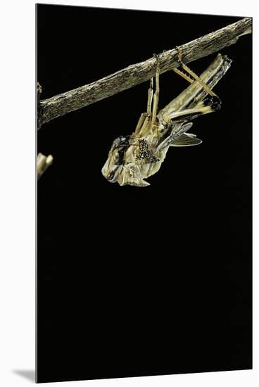 Schistocerca Gregaria (Desert Locust) - Emerging-Paul Starosta-Mounted Premium Photographic Print