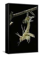 Schistocerca Gregaria (Desert Locust) - Emerging-Paul Starosta-Framed Stretched Canvas