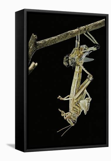 Schistocerca Gregaria (Desert Locust) - Emerging-Paul Starosta-Framed Stretched Canvas