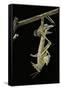 Schistocerca Gregaria (Desert Locust) - Emerging-Paul Starosta-Framed Stretched Canvas