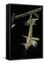 Schistocerca Gregaria (Desert Locust) - Emerging-Paul Starosta-Framed Stretched Canvas