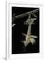 Schistocerca Gregaria (Desert Locust) - Emerging-Paul Starosta-Framed Premium Photographic Print