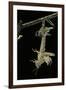 Schistocerca Gregaria (Desert Locust) - Emerging-Paul Starosta-Framed Premium Photographic Print