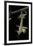 Schistocerca Gregaria (Desert Locust) - Emerging-Paul Starosta-Framed Premium Photographic Print