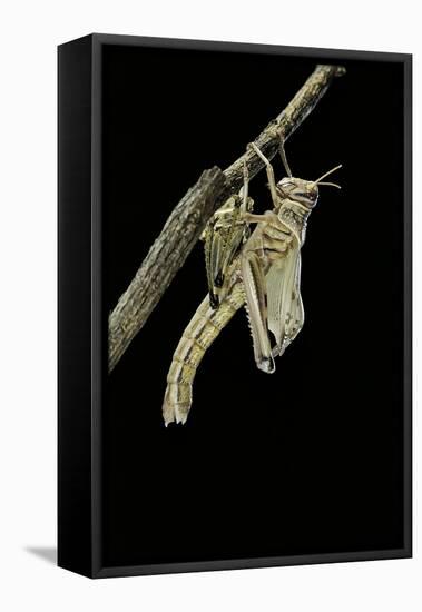 Schistocerca Gregaria (Desert Locust) - Emerging-Paul Starosta-Framed Stretched Canvas