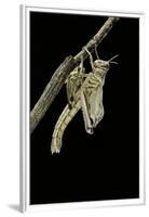 Schistocerca Gregaria (Desert Locust) - Emerging-Paul Starosta-Framed Premium Photographic Print