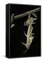 Schistocerca Gregaria (Desert Locust) - Emerging-Paul Starosta-Framed Stretched Canvas