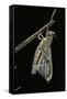 Schistocerca Gregaria (Desert Locust) - Emerging-Paul Starosta-Framed Stretched Canvas