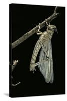 Schistocerca Gregaria (Desert Locust) - Emerging-Paul Starosta-Stretched Canvas