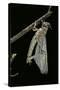 Schistocerca Gregaria (Desert Locust) - Emerging-Paul Starosta-Stretched Canvas