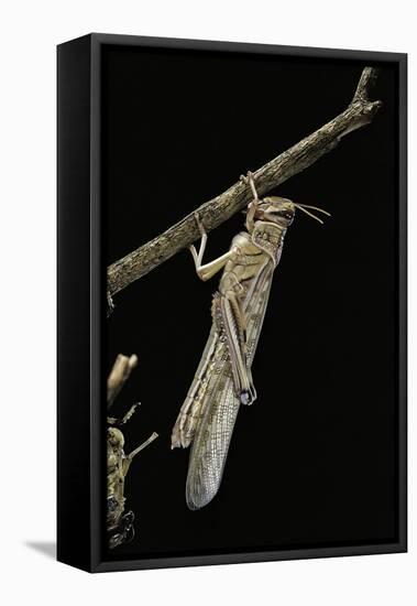 Schistocerca Gregaria (Desert Locust) - Emerging-Paul Starosta-Framed Stretched Canvas