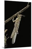 Schistocerca Gregaria (Desert Locust) - Emerging-Paul Starosta-Mounted Premium Photographic Print