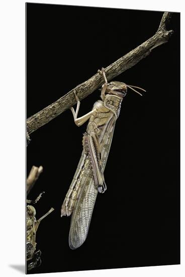 Schistocerca Gregaria (Desert Locust) - Emerging-Paul Starosta-Mounted Premium Photographic Print