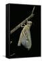 Schistocerca Gregaria (Desert Locust) - Emerging-Paul Starosta-Framed Stretched Canvas