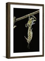 Schistocerca Gregaria (Desert Locust) - Emerging-Paul Starosta-Framed Photographic Print