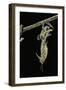 Schistocerca Gregaria (Desert Locust) - Emerging-Paul Starosta-Framed Photographic Print