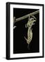 Schistocerca Gregaria (Desert Locust) - Emerging-Paul Starosta-Framed Photographic Print