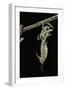 Schistocerca Gregaria (Desert Locust) - Emerging-Paul Starosta-Framed Photographic Print