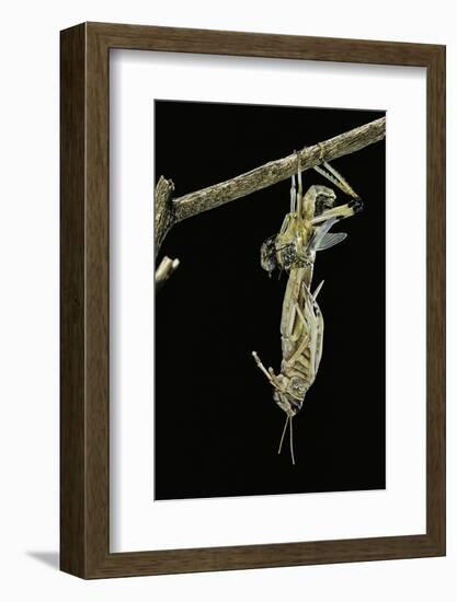 Schistocerca Gregaria (Desert Locust) - Emerging-Paul Starosta-Framed Photographic Print