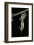 Schistocerca Gregaria (Desert Locust) - Emerging-Paul Starosta-Framed Photographic Print